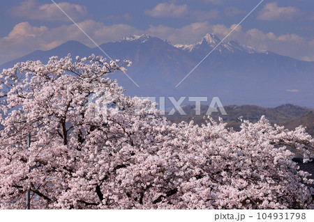 山梨県韮崎市神山町鍋山　川沿いの桜並木の満開のソメイヨシノと冠雪した八ヶ岳の景色 104931798