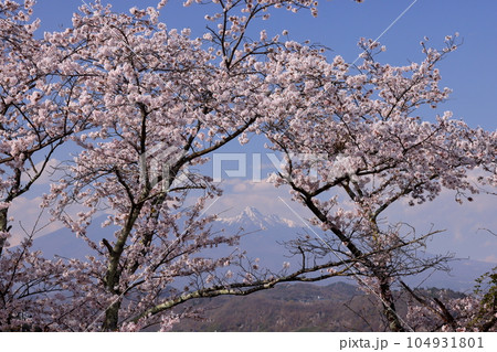 山梨県韮崎市神山町鍋山　川沿いの桜並木の満開のソメイヨシノと冠雪した八ヶ岳の景色 104931801