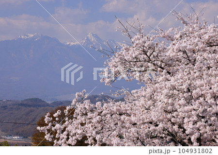 山梨県韮崎市神山町鍋山　川沿いの桜並木の満開のソメイヨシノと冠雪した八ヶ岳の景色 104931802