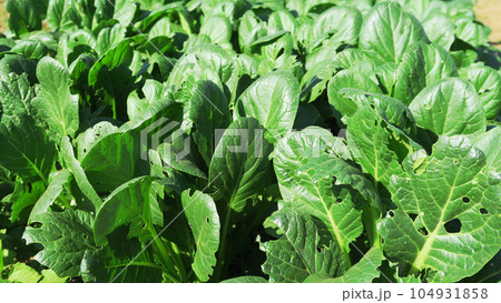 小松菜畑の風景 104931858