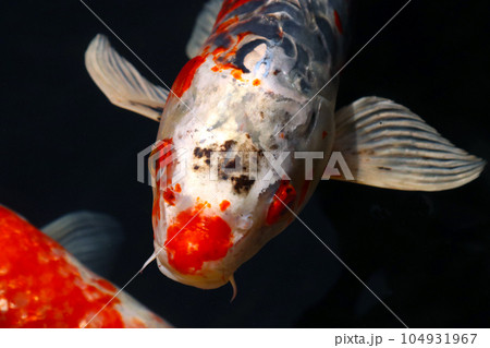 陽光を受けて気持ちよさそうに泳ぐ紅白黒の錦鯉(自然光・接写写真) 陽光を受けて気持ちよさそうに泳ぐ紅白黒の錦鯉(自然光・接写写真) 104931967