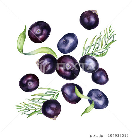 Levitation of acai berries and palm leaves watercolor illustration isolated on white background. Exotic amazon small purple berries, tropical fruit hand drawn. Design element for packaging, label Levitation of acai berries and palm leaves watercolor illustration isolated on white background. Exotic amazon small purple berries, tropical fruit hand drawn. Design element for packaging, label 104932013