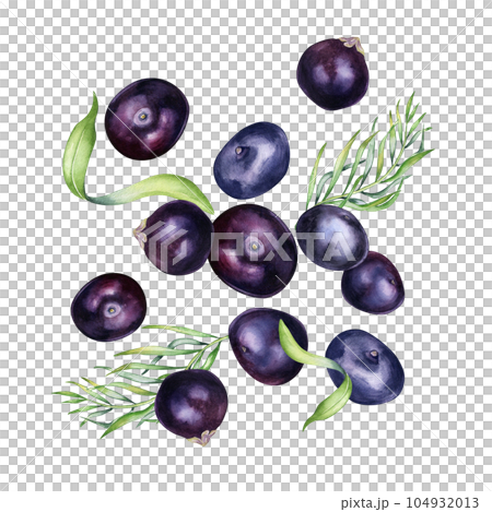 Levitation of acai berries and palm leaves watercolor illustration isolated on white background. Exotic amazon small purple berries, tropical fruit hand drawn. Design element for packaging, label Levitation of acai berries and palm leaves watercolor illustration isolated on white background. Exotic amazon small purple berries, tropical fruit hand drawn. Design element for packaging, label 104932013