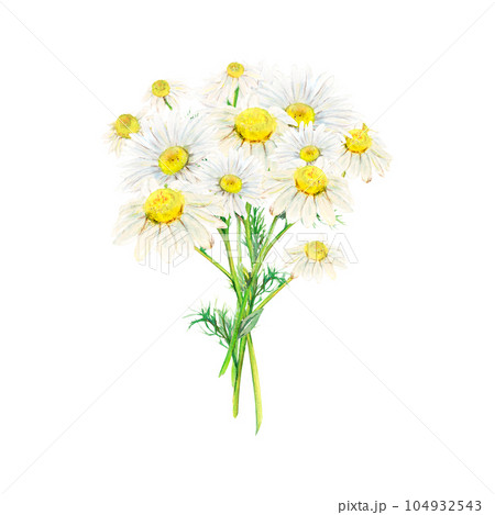 Field camomile bouquet hand-drawn. Watercolor floral illustration of delicate flowers isolated on white background. Chamomiles for textile printing, stickers, wrapping, wallpaper, logo, cards, picture 104932543