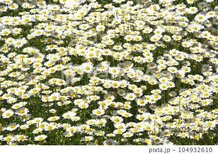 ノースポール　都内の公園にて 104932610