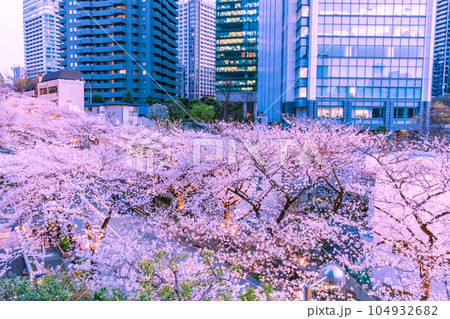 六本木繁華街の桜 東京春風景 六本木繁華街の桜 東京春風景 104932682