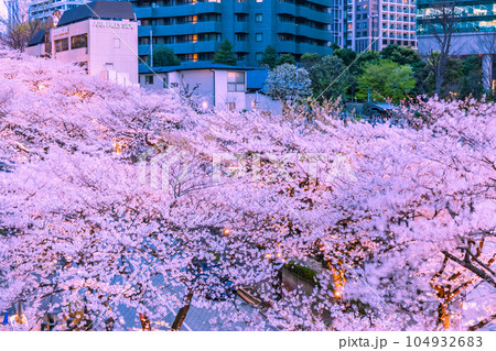 六本木繁華街の桜　東京春風景 104932683