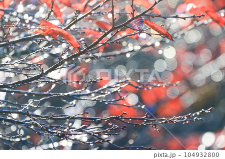 朝露にきらめく紅葉 104932800