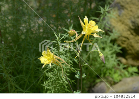 アクイレギア・クリサンタ 104932814