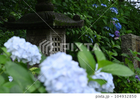 柿生のアジサイ寺 柿生のアジサイ寺 104932850