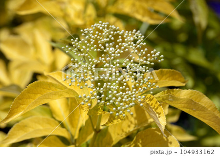 イノンド 104933162