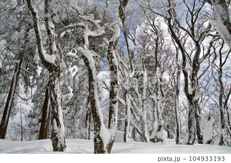 比婆山御陵 ブナ林雪景色 比婆山御陵 ブナ林雪景色 104933193