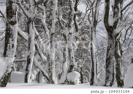 比婆山御陵　ブナ林雪景色 104933194
