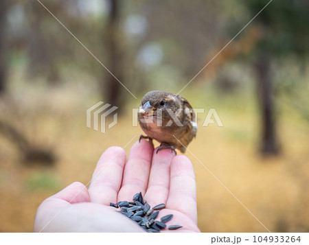Sparrow eats seeds from a man's hand 104933264