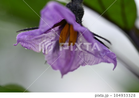 家の畑に咲く茄子の花 104933328