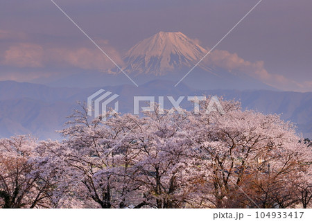 山梨県韮崎市旭町 大門沢川の桜並木から満開のソメイヨシノ越しの夕暮れの富士山 山梨県韮崎市旭町 大門沢川の桜並木から満開のソメイヨシノ越しの夕暮れの富士山 104933417