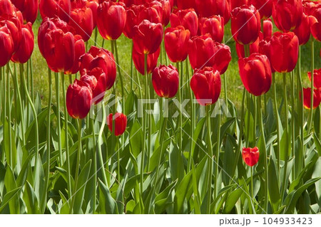 赤いチュウリップ　都内の公園にて 104933423