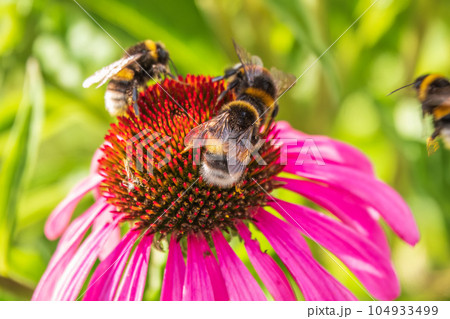 A closeup shot of a bee collecting pollen on a purple echinacea flower A closeup shot of a bee collecting pollen on a purple echinacea flower 104933499