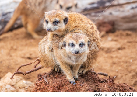 A group of cute meerkats. Meerkat Family are sunbathing. A group of cute meerkats. Meerkat Family are sunbathing. 104933521
