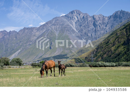 Horses grazing on a lawn near high mountains Horses grazing on a lawn near high mountains 104933586