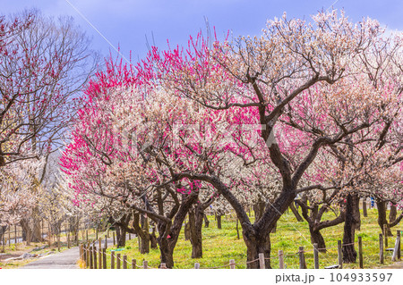 ピンク色の梅の花 府中市郷土の森公園 東京 ピンク色の梅の花 府中市郷土の森公園 東京 104933597