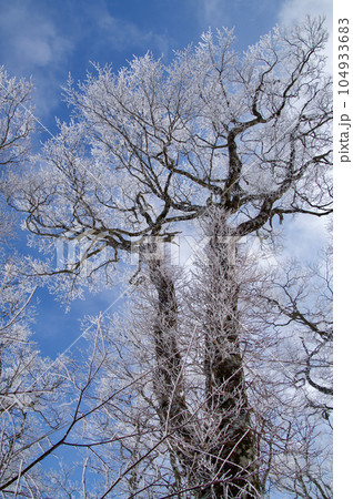 比婆山ブナ林　霧氷　雪の比婆山山行 104933683