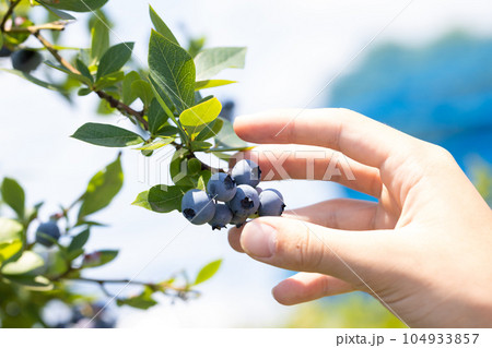 ブルーベリー狩り 104933857