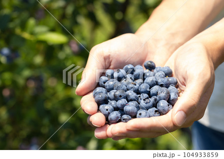 ブルーベリー狩り ブルーベリー狩り 104933859