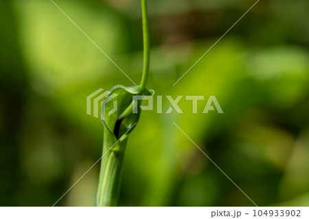 カラスビシャクのクローズアップ カラスビシャクのクローズアップ 104933902