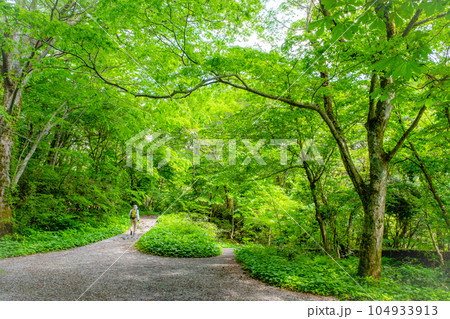 森の中の遊歩道と、爽やかな新緑 104933913