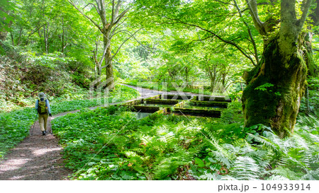 森の中の遊歩道と、爽やかな新緑 104933914