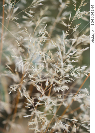 寒い冬に火花を散らしたように枯れたノガリヤスの穂が輝いている（マクロレンズ使用・アウトドア接写写真） 104934144