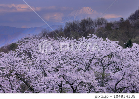 山梨県南アルプス市築山　御崎神社付近からの夕暮れの桜と冠雪した富士山 104934339