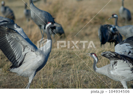 Common cranes fighting. 104934506
