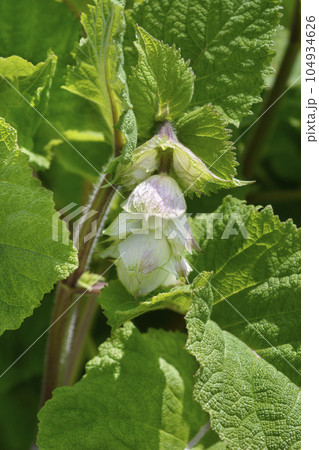 Clary sage Vatican White 104934626