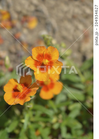 Rock rose Ben Heckla 104934627