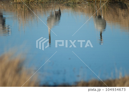 Common cranes reflected in a lagoon. Common cranes reflected in a lagoon. 104934673
