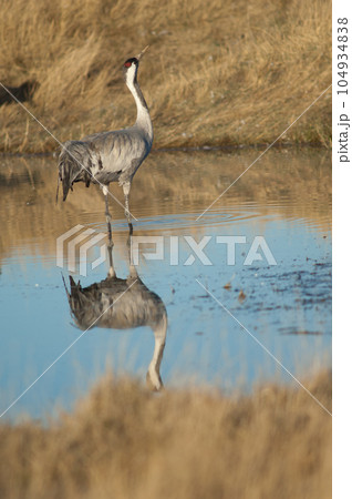 Common crane drinking water in a lagoon. 104934838