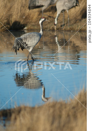 Common crane in a lagoon. 104934844