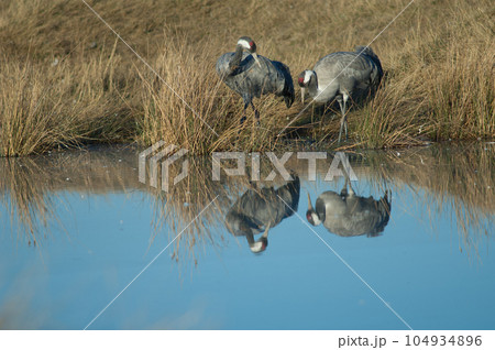Common cranes reflected in a lagoon. Common cranes reflected in a lagoon. 104934896