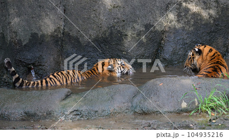 水浴びで涼むアムールトラの兄妹 水浴びで涼むアムールトラの兄妹 104935216