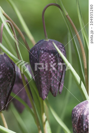 Bluebells of a chess hazel grouse in a summer-spring garden Bluebells of a chess hazel grouse in a summer-spring garden 104935260