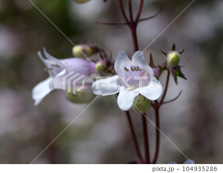 シロツリガネヤナギ シロツリガネヤナギ 104935286