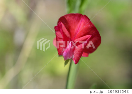 スイートピー 104935548