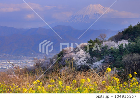 山梨県南アルプス市築山　御崎神社付近の斜面からの菜の花とヤマザクラと冠雪した富士山の景色 104935557