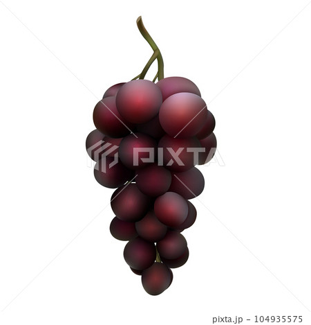Black grape bunch isolated on white. Vector illustration of dark red grape. Black grape bunch isolated on white. Vector illustration of dark red grape. 104935575