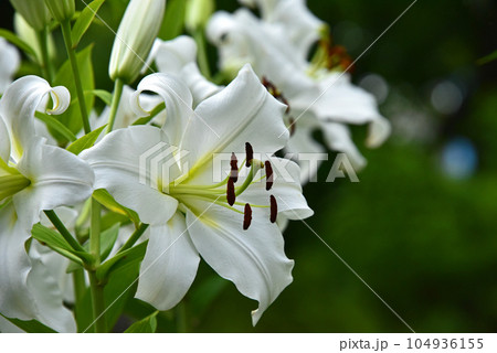 林間に咲く百合の花 104936155