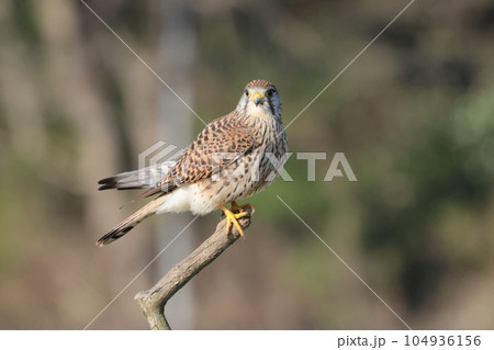 枝に止まるチョウゲンボウ ハヤブサ目ハヤブサ科 枝に止まるチョウゲンボウ ハヤブサ目ハヤブサ科 104936156