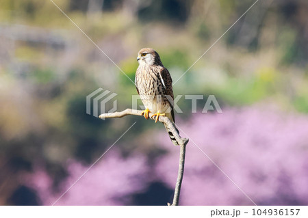 桜を背景にチョウゲンボウ　ハヤブサ目ハヤブサ科 104936157