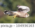 飛翔するチョウゲンボウ　ハヤブサ目ハヤブサ科 104936163